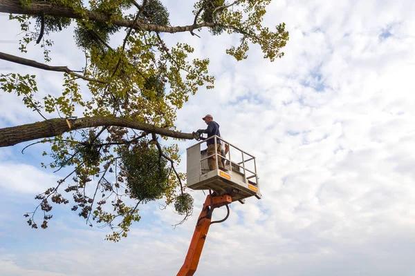 Top-Rated Tree Removal Company Near Me with Certified Arborists