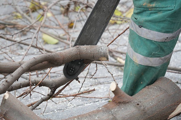 Reliable Tree Service Janesville for Safe & Affordable Tree Care